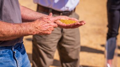 تحاليل تقيس "جودة القمح" بالمغرب