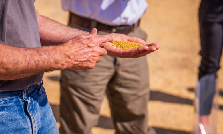 تحاليل تقيس "جودة القمح" بالمغرب