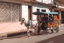 جمعيات تنادي بإنقاذ حيوانات مهملة