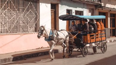 جمعيات تنادي بإنقاذ حيوانات مهملة